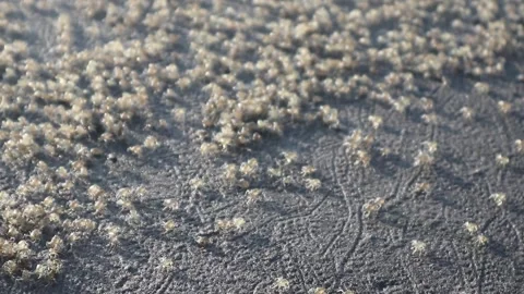 Atlantic ghost crab (Ocypode quadrata) Stock Footage 312185857