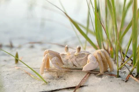 Atlantic Ghost Crab (Ocypode quadrata) on a Florida Beach Stock Photos