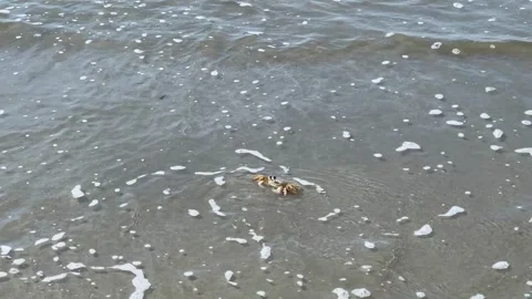 Atlantic ghost crab on the sand of the beach Stock Footage 315674786