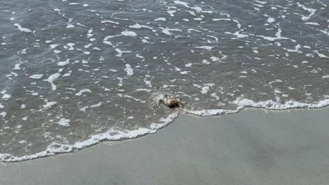 Atlantic ghost crab on the sand of the beach shore Stock Footage 315674988