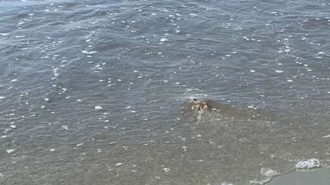 Atlantic ghost crab on the sand of the beach shore Stock Footage 315678683