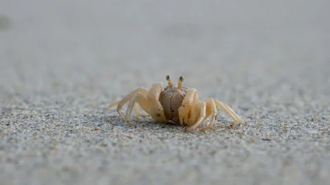 Atlantic Ghost Crab sitting still in sand Stock Footage 114901173
