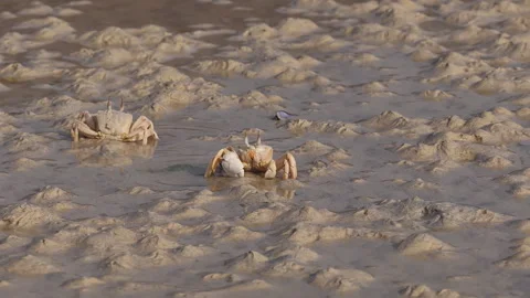 Atlantic ghost crabs walking sideways on sandy mudflats, Socotra island Видео 335208983
