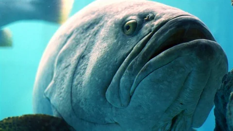 Atlantic Goliath Grouper Stock Footage 110576250
