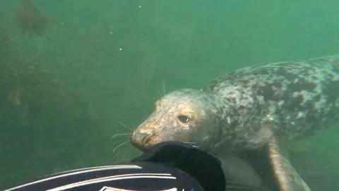 Atlantic Grey Seal blows bubbles Stock Footage 291405070