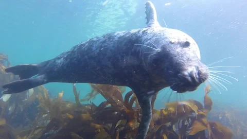 Atlantic Grey Seal Diver Interaction One Stock Footage 262568418