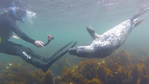 Atlantic Grey Seal Diver Interaction Two Stock Footage 262576845