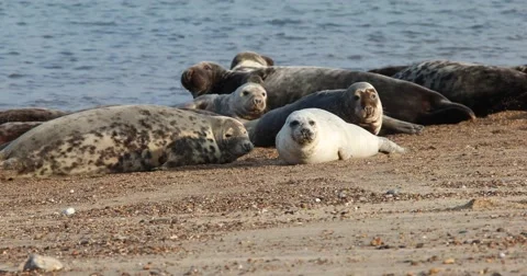 Atlantic Grey Seal Stock Footage 68624715
