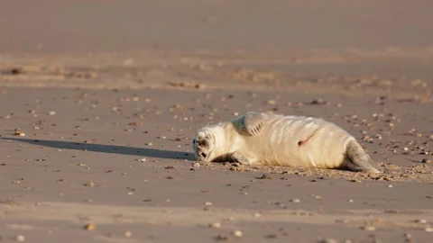 Atlantic Grey Seal (Halichoerus grypus) pup on the beach, Norfolk 스톡 동영상 322917189