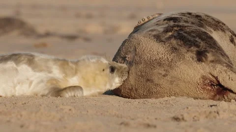 Atlantic Grey Seal (Halichoerus grypus) suckling, Norfolk 스톡 동영상 322917614