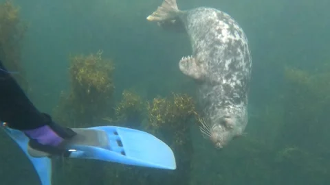 Atlantic Grey Seal Hugs Divers' Fin Stock Footage 291394457