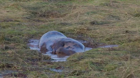 Atlantic Grey seals breed, displaying newborn pups in white fur. Mothers nu.. Vidéo 256904805