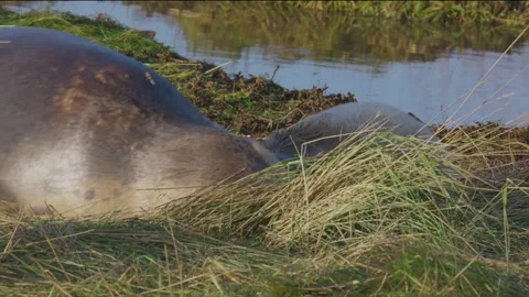 Atlantic Grey seals breed, displaying newborn pups with white fur, mothers .. Stockbeeldmateriaal 256904899