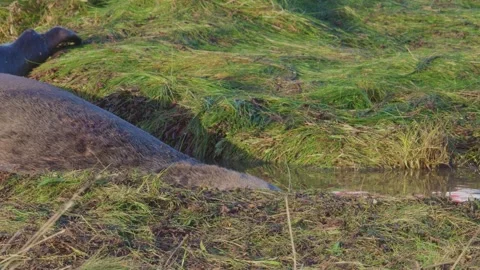 Atlantic Grey seals breed, displaying newborn pups in white fur. Mothers nu.. Vidéo 256905076