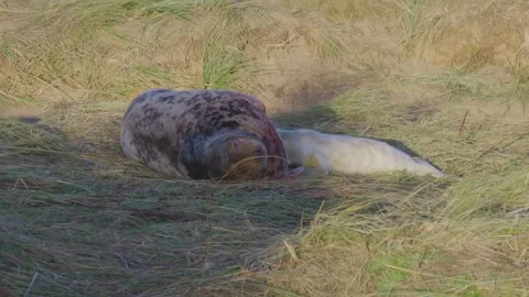 Atlantic Grey seals breed, presenting newborn pups in white fur. Mothers nu.. Stockbeeldmateriaal 256903915