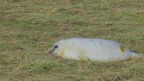 Atlantic Grey seals breed, presenting newborn pups in white fur. Mothers nu.. Vidéo 256904245