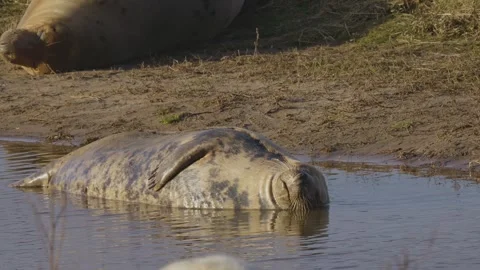 Atlantic Grey seals breed, presenting newborn pups in white fur. Mothers nu.. Vidéo 256904362