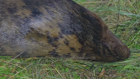 Atlantic Grey seals breed, showcasing newborn pups in white fur. Mothers nu.. Vidéo 256904208