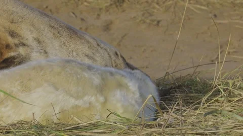 Atlantic Grey seals breed, showcasing newborn pups in white fur. Mothers nu.. Vidéo 256904521