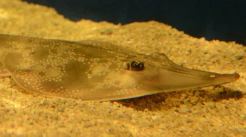 Atlantic Guitarfish Stockbeeldmateriaal 64825679