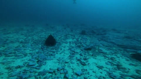 Atlantic halibut hunting for a prey at 40 meters deep water Stock Footage 346258366