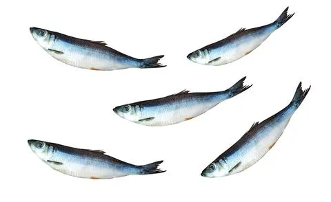 Atlantic herring close-up on white background Stock Photos