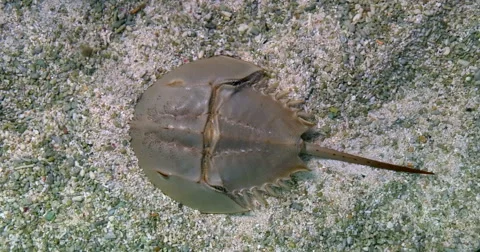 Atlantic horseshoe crab legs sand underwater under water Limulus polyphemus Stock Footage 44726053