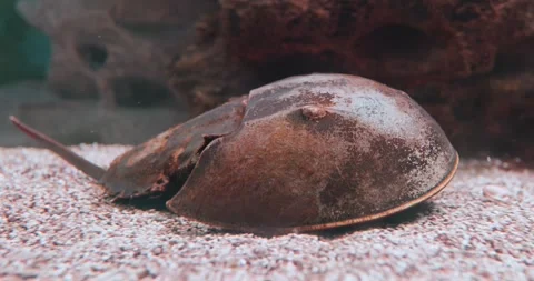 Atlantic horseshoe crab (Limulus polyphemus), also known as the American ho.. Stock Footage 283186546