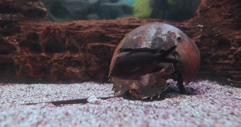 Atlantic horseshoe crab (Limulus polyphemus), also known as the American ho.. Stock Footage 287702958
