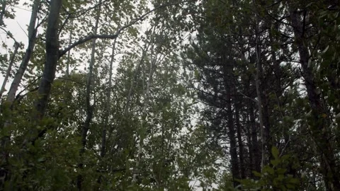 Atlantic Hurricane Lee hits Nova Scotia, Canada. Heavy Storm Wind in the Forest Stock Footage 250635533