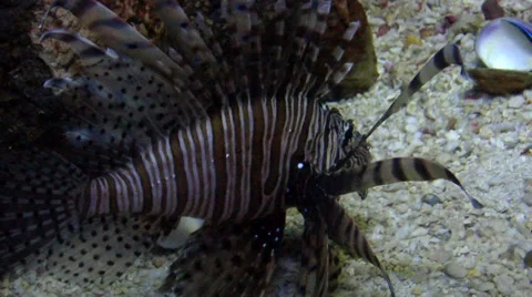 Atlantic Lionfish Video stock 37669555