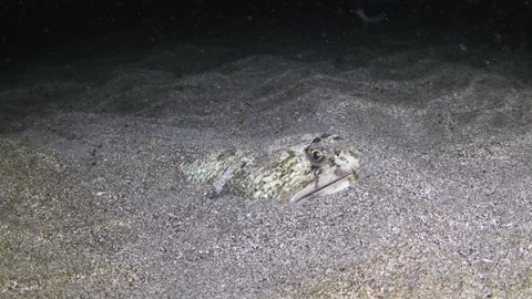 Atlantic lizardfish resting on sandy seabed at night in Tenerife Stock Footage 330272015
