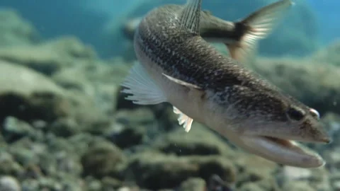 Atlantic Lizardfish Swimming Towards Camera with Open Mouth Видео 332684311