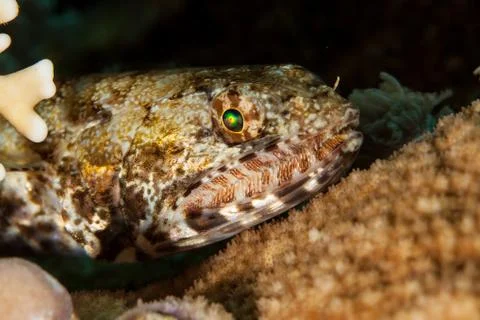 Atlantic lizardfish, Synodus saurus Foto stock