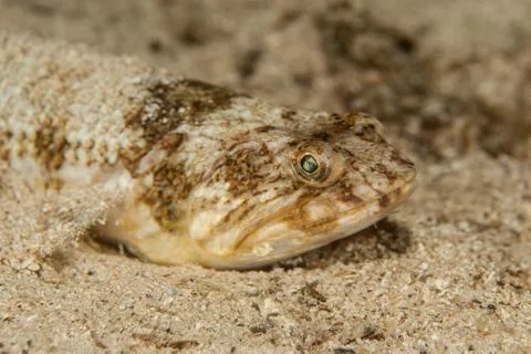 Atlantic lizardfish, Synodus saurus Stock Photos
