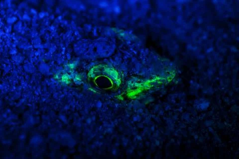 Atlantic lizardfish, Synodus saurus in UV light fluorescence Stock-Fotos