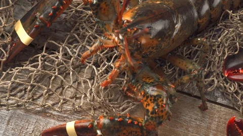 Atlantic Lobster Stock Footage 121848905