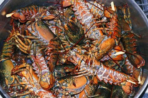 Atlantic lobster shells mostly used as fertiliser and base for the seafood so Stock Photos