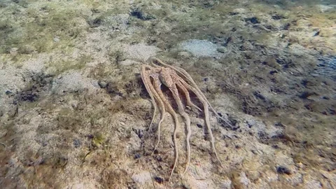 Atlantic Long Armed Octopus 4K Stock Footage 237463736