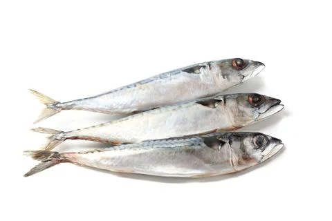 Atlantic mackerel fish isolated on a white background Stock Photos