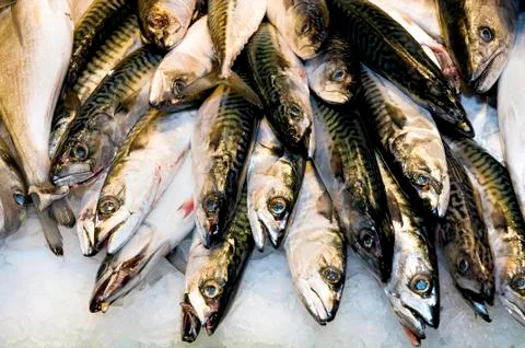 Atlantic mackerel Foto stock