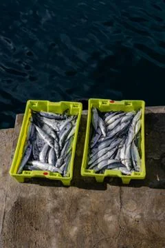 Atlantic mackerel (Scomber scombrus) Stock Photos