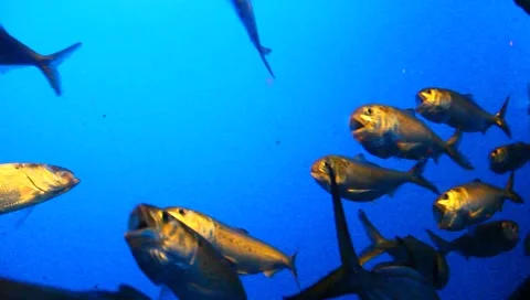 Atlantic Menhaden Stock Footage 5275755