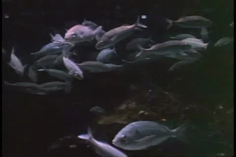 ATLANTIC OCEAN, BERMUDA, 1994, School of fish, underwater footage, off the coast Vídeo Stock 12258300