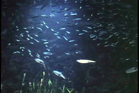 ATLANTIC OCEAN, BERMUDA, 1994, Squids, close-up, underwater footage, off coast Stock-Footage 12258418