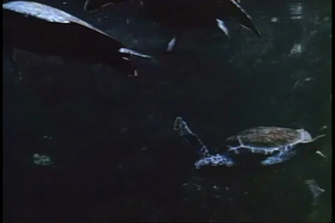 ATLANTIC OCEAN, BERMUDA, 1994, Turtles swimming, underwater footage, off coast Vídeo Stock 12258455