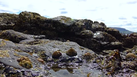 Atlantic Ocean coast at low tide Ireland Stock Footage 230931354
