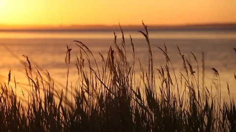 Atlantic ocean coastline with bulrush at sunset Stock Footage 78420213