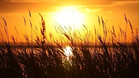 Atlantic ocean coastline with bulrush at sunset Stock Footage 87618942