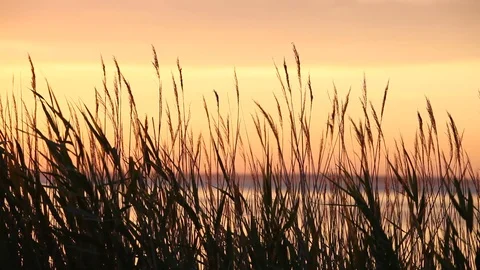 Atlantic ocean coastline with bulrush at sunset Stock Footage 87618943